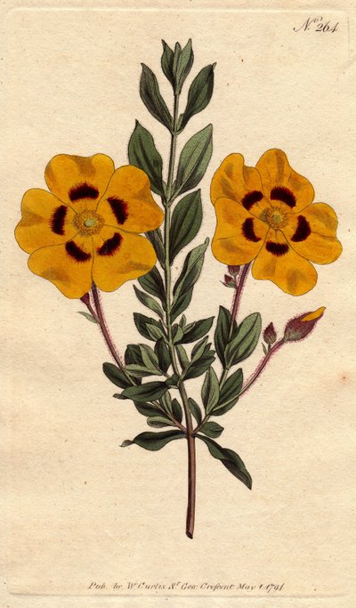 Vacker cist har klargula blommor dekorerade med crimson. Vacker cistus med levande gula blommor dekorerade med crimson. Cistus formosus. Handfärgad kopparstick från en botanisk illustration av Sydenham Edwards från William Curtis " av Sydenham Teast Edwards