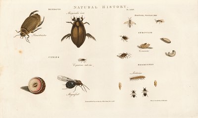 Skalbaggsarter och deras utvecklingsstadier av Sydenham Teast Edwards