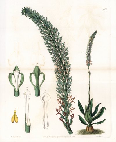 Belle sauroglossum - Tallrik graverad av S.Watts, från en illustration av Sarah Anne Drake (1803-1857), från Botanical Register of Sydenham Edwards (1768-1819), England av Sydenham Teast Edwards