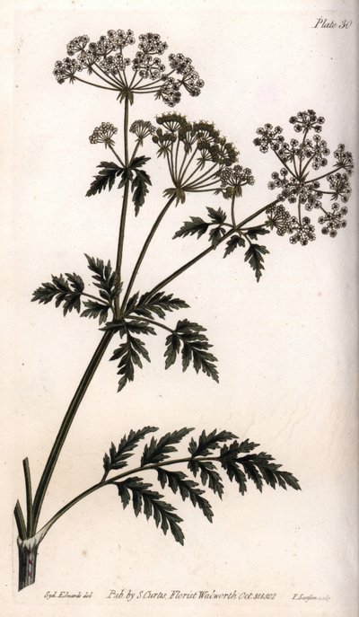 Stor hemlock. Färgad kopparstick, illustration av Sydenham Edwards (1768-1819) för Conferences of Botanical, Botanical Garden of Lambeth (England) av Sydenham Teast Edwards