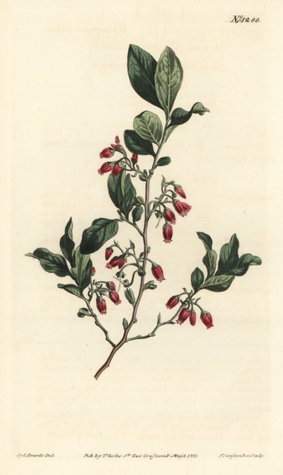 Svart huckleberry, Gaylussacia baccata (rödblommigt klämbär, Vaccinium resinosum) - Handfärgad kopparstick av F. Sansom Jr. efter en illustration av Sydenham Edwards från William Curtis