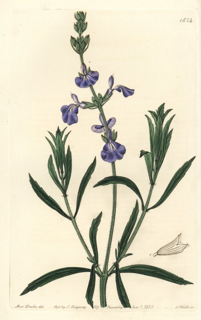 Blå salvia - Grässalvia, Salvia azurea (Smalbladig salvia, Salvia angustifolia). Handkolorerad kopparstick av S. Watts efter en illustration av Miss Sarah Drake från Sydenham Edwards