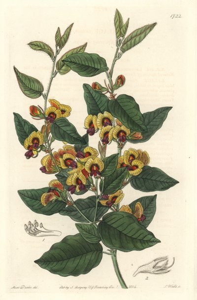 Bossiaea a grade flowers, Australian originanire - S. Watts starkt vatten från en illustration av Sarah Anne Drake (1803-1857), från Botanical Register av Sydenham Teast Edwards