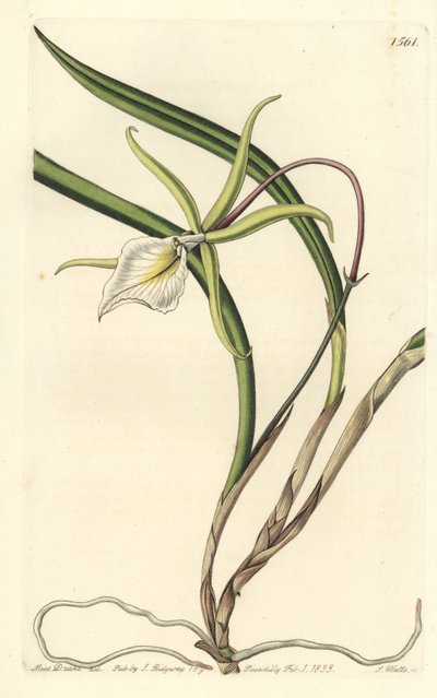 Brassavola perrinii (Perrins brasavola, Brasavola perrinii). Handkolorerad kopparstick av S. Watts efter en illustration av Miss Sarah Drake från Sydenham Edwards