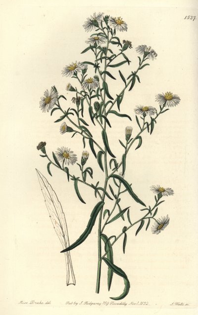 Skör aster, Aster fragilis. Handkolorerad kopparstick av S. Watts efter en illustration av Miss Sarah Drake från Sydenham Edwards