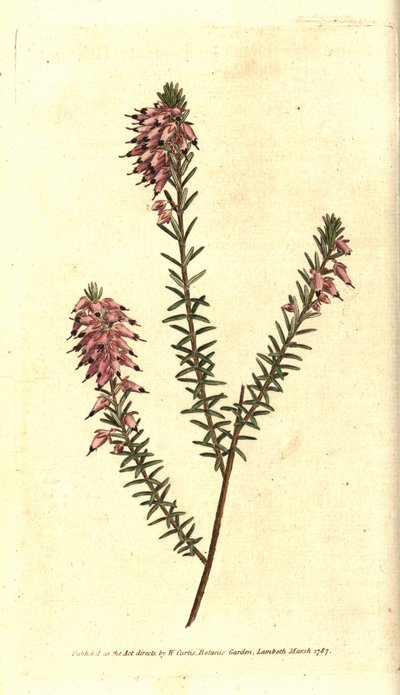 Bruyere carnee, Bruyere färg av kött, Bruyere of the snow eller Bruyere of the Alps - Örtartad hed, Erica herbacea. Handkolorerad kopparstick efter en botanisk illustration av Sydenham Edwards från William Curtis