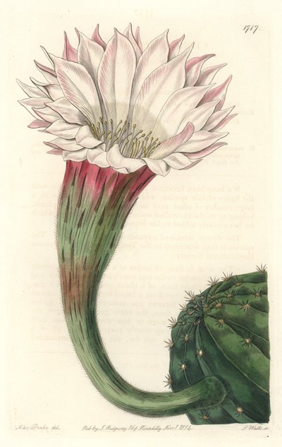 Kaktus sjöborre eller boll av Moses, i blom, infödd i Brasilien - Strong water av S. Watts från en illustration av Sarah Anne Drake (1803-1857), från Botanical Register av Sydenham Teast Edwards