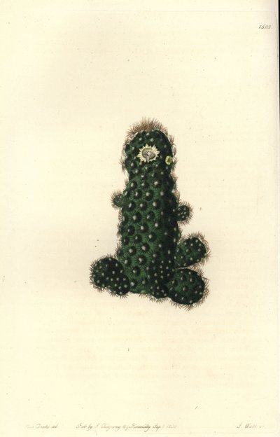 Cactus tenuis (Taper mammillaria, Mammillaria tenuis). Handfärgad kopparstick av S. Watts efter en illustration av Miss Sarah Drake från Sydenham Edwards