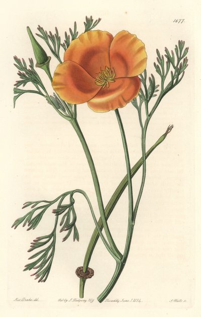 Kalifornien vallmo eller amerikansk vallmo - S. Watts starkt vatten från en illustration av Sarah Anne Drake (1803-1857), från Botanical Register av Sydenham Teast Edwards