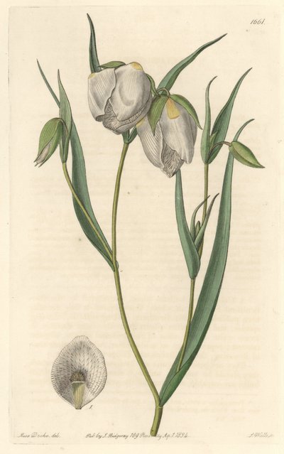 Calochorte (mariposa) eller vitblommig cyclobothre, infödd i Kalifornien - S. Watts starkt vatten från en illustration av Sarah Anne Drake (1803-1857), från det botaniska registret av Sydenham Teast Edwards