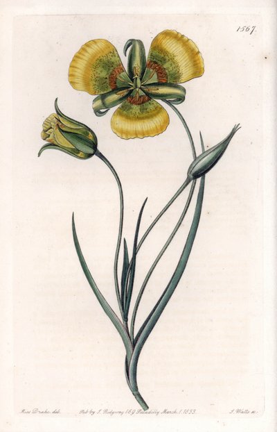 Calochortus har stora gula blommor - Graverad tavla av S.Watts, från en illustration av Sarah Anne Drake (1803-1857), från Botanical Register of Sydenham Edwards (1768-1819), England av Sydenham Teast Edwards