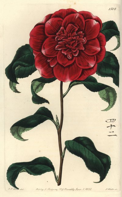 Camelia från Japan - Mr. Reeves