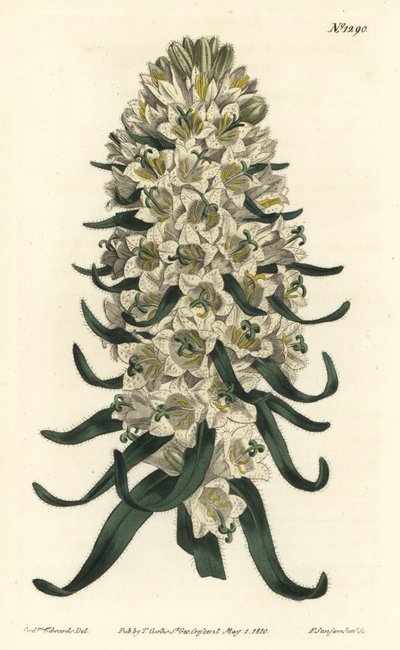 Campanula har vackra blommor - pyreneisk klockblomma, Campanula speciosa (Långspetsig klockblomma, Campanula thyrsoidea). Handfärgad kopparstick av F. Sansom Jr. efter en illustration av Sydenham Edwards från William Curtis