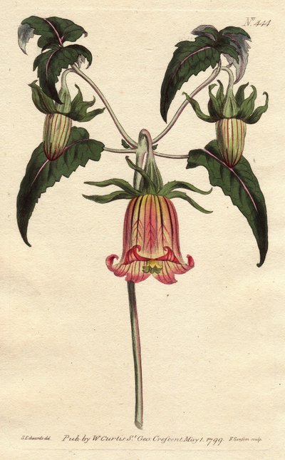 Kanarieöarnas klocktorn, blomma i form av en fallande klocka, gul med rosa åder, ursprung Kanarieöarna. Kanariefågelblomma med rosa ådrade gula blommor hängande. En infödd på Kanarieöarna. Canarina campanula. Handfärgad kopparstick från av Sydenham Teast Edwards