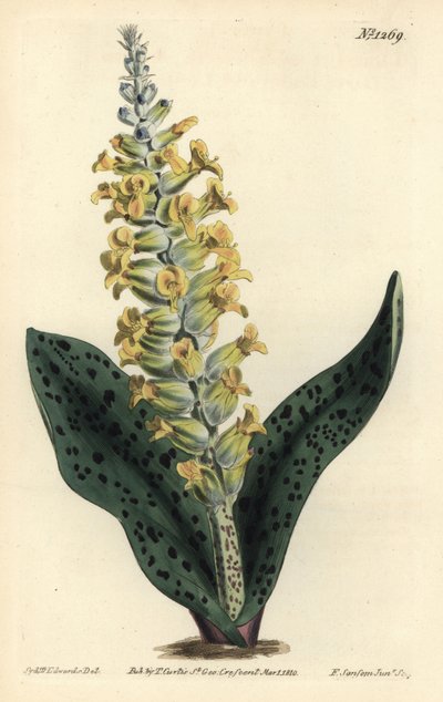 Cape Hyacinth (falsk orkidé) - Fläckbladiga orchis-liknande lachenalia, Lachenalia orchioides. Handkolorerad kopparstick av F. Sansom Jr. efter en illustration av Sydenham Edwards från William Curtis
