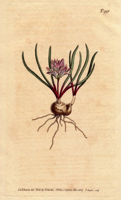 Kaphyacint, med lök, ecarlate blad och ljusrosa blomma. Cape Hyacinth, med lök, scharlakansröda blad och ljusrosa blommor. Polyzena corymbosa (Massonia corymbosa). Handkolorerad kopparstick från en botanisk illustration av Sydenham Edwards fr av Sydenham Teast Edwards