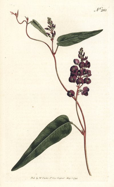 Caulinia bimaculata (lila glycin, Glycine bimaculata). Handfärgad kopparstick av Sansom efter en illustration av Sydenham Edwards från William Curtis