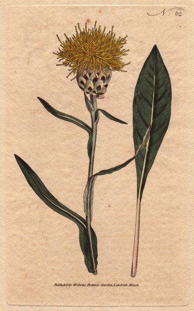 Centauree har pastellblad, med gul fluffig blomma. Orientalisk. Woadbladig centaurea med gula fluffiga blommor. En infödd i öst. Centaurea glastifolia. Handfärgad kopparstick från en botanisk illustration av Sydenham Edwards från William av Sydenham Teast Edwards