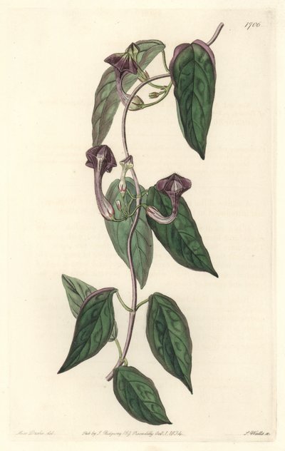 Ceropegia elegant, infödd i Indien - Strong water av S. Watts från en illustration av Sarah Anne Drake (1803-1857), från Botanical Register av Sydenham Teast Edwards