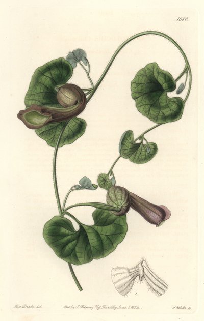 Chilenska Aristoloche eller Fox Ears - S. Watts Strong Water från en illustration av Sarah Anne Drake (1803-1857), från Botanical Register av Sydenham Teast Edwards