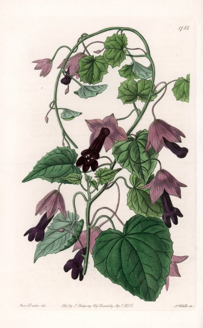 Kinesisk hatt - Plåt graverad av S.Watts, från en illustration av Sarah Anne Drake (1803-1857), från Botanical Register of Sydenham Edwards (1768-1819), England av Sydenham Teast Edwards