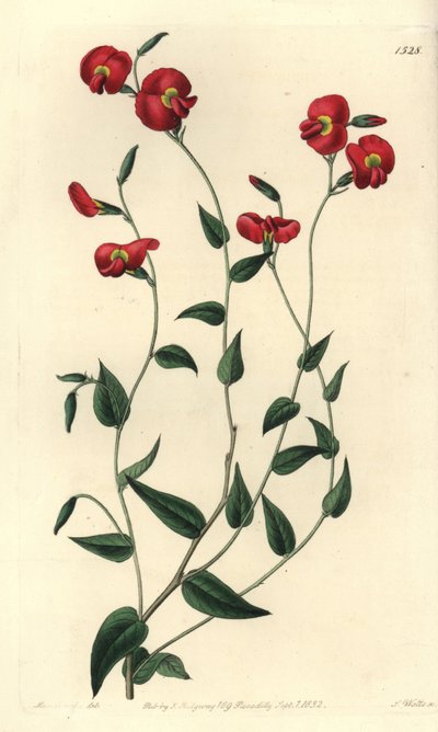 Chorizema ovatum (Ovat chorozema, Chorozema ovatum). Handkolorerad kopparstick av S. Watts efter en illustration av Miss Sarah Drake från Sydenham Edwards