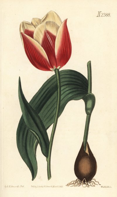 Claramond tulpan, Tulipa suaveolens var. latifolia. Handfärgad kopparstick av Weddell efter en botanisk illustration av Sydenham Edwards från William Curtis