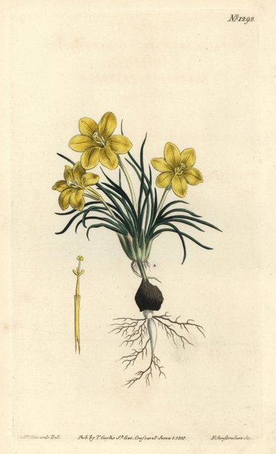 Klockblomma, Moraea fugacissima (Smalbladig galax, Galaxia graminea). Handkolorerad kopparstick av F. Sansom Jr. efter en illustration av Sydenham Edwards från William Curtis