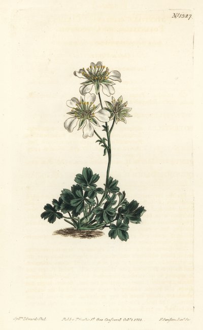 Clusius cinquefoil - Clusius cinquefoil, Potentilla clusiana. Handkolorerad kopparstick av F. Sansom Jr. efter en illustration av Sydenham Edwards från William Curtis