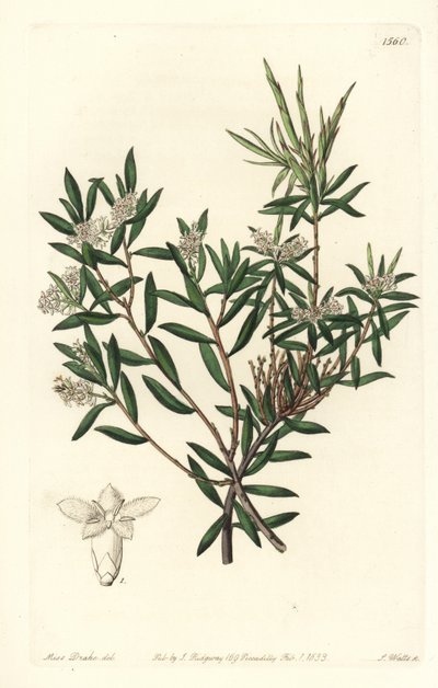 Kustskägg-hed eller småblommigt vitskägg, Leucopogon parviflorus. Handkolorerad kopparstick av S. Watts efter en illustration av Miss Sarah Drake från Sydenham Edwards