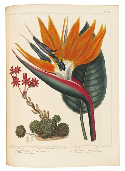 Cobweb Houseleek and Canna Leaved Strelitzia, 1806 av Sydenham Teast Edwards
