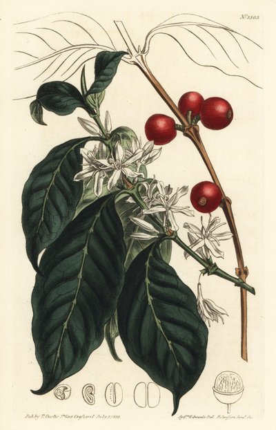 Kaffebryggare arabica - Kaffeträd, Coffea arabica. Handkolorerad kopparstick av F. Sansom Jr. efter en illustration av Sydenham Edwards från William Curtis