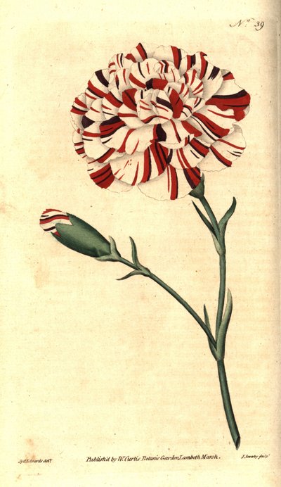 Vanlig nejlika, blomnejlika eller nejlika nejlika - Franklins tandsten, scharlakansröd bisarr nejlika, Dianthus caryophyllus. Handkolorerad kopparstick av James Sowerby efter en botanisk illustration av Sydenham Edwards från William Curtis
