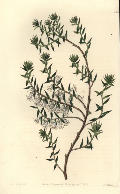 Vanlig hed, Epicris impressa (Snöig epacris, Epicris nivalis). Handkolorerad kopparstick av S. Watts efter en illustration av Miss Sarah Drake från Sydenham Edwards
