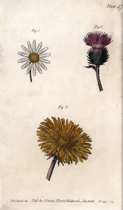 Sammansatta blommor: förpackning, åsnor tistel (eller falsk acanth onopordum) och maskros. Färgad kopparstick, illustration av Sydenham Edwards (1768-1819) för Conferences of Botanical, Botanical Garden of Lambeth (England) av Sydenham Teast Edwards