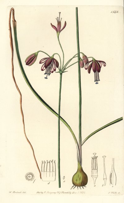 Korall från Mexiko eller droppe korall - Koralldroppar, Bessera elegans (Hålbladiga pharium, Pharium fistulosum). Handkolorerad kopparstick av S. Watts efter en illustration av William Herbert från Sydenham Edwards