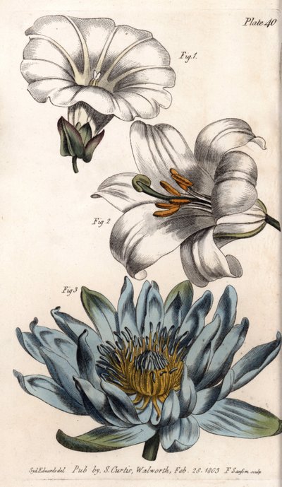 Corolla: fältkant (blomman har ett enda kronblad), lilja (hexapetal) och lilja (polypetal). Färgad kopparstick, illustration av Sydenham Edwards (1768-1819) för Conferences of Botanical, Botanical Garden of Lambeth (England) av Sydenham Teast Edwards