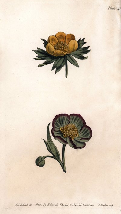 Corolla av vinter-eranth (eller helleborine eller vinteraconit) och hellebore fetide. Färgad kopparstick, illustration av Sydenham Edwards (1768-1819) för Conferences of Botanical, Botanical Garden of Lambeth (England) av Sydenham Teast Edwards