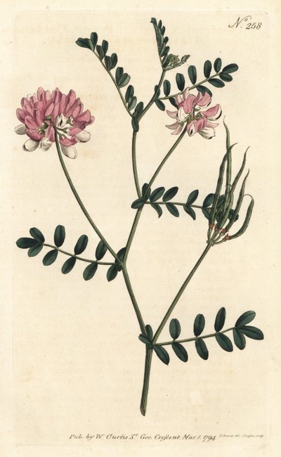 Coronilla bigaree - Lila kronvicker, Securigera varia (Lila coronilla, Coronilla varia). Handfärgad kopparstick av Sansom efter en illustration av Sydenham Edwards från William Curtis