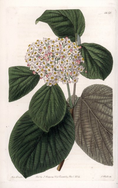 Cotton Viorne - Graverad tavla av S.Watts, från en illustration av Sarah Anne Drake (1803-1857), från Botanical Register of Sydenham Edwards (1768-1819), England av Sydenham Teast Edwards