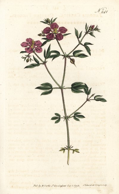 Crete Fagonia - Kretisk fagonia, Fagonia cretica. Handfärgad kopparstick av Sansom efter en illustration av Sydenham Edwards från William Curtis