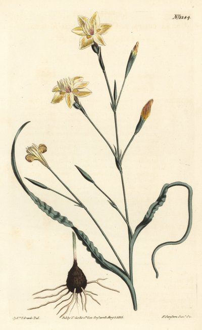Krullbladig moraea, Moraea crispa. Handkolorerad kopparstick av F. Sansom Jr. efter en illustration av Sydenham Edwards från William Curtis