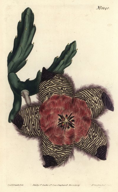 Dämpad stapelia, Stapelia pulvinata. Handkolorerad kopparstick av F. Sansom Jr. efter en illustration av Sydenham Edwards från William Curtis