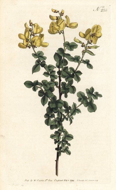 Cytisophyllum sessilifolium (Vanlig cytisus, Cytisus sessilifolius). Handkolorerad kopparstick av Sansom efter en illustration av Sydenham Edwards från William Curtis