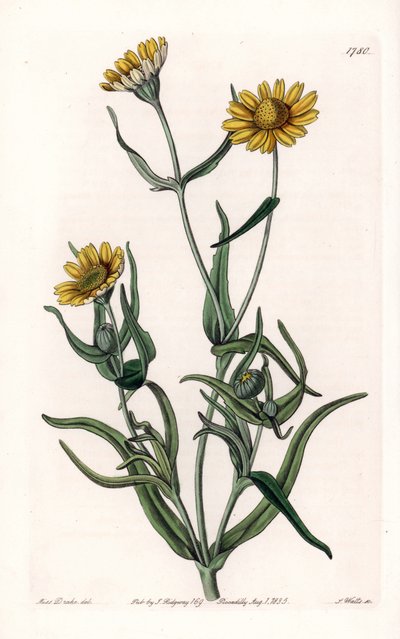Daisy variete "guld", endemisk till Kalifornien - Graverad av S.Watts, från en illustration av Sarah Anne Drake (1803-1857), från Botanical Register of Sydenham Edwards (1768-1819), England av Sydenham Teast Edwards