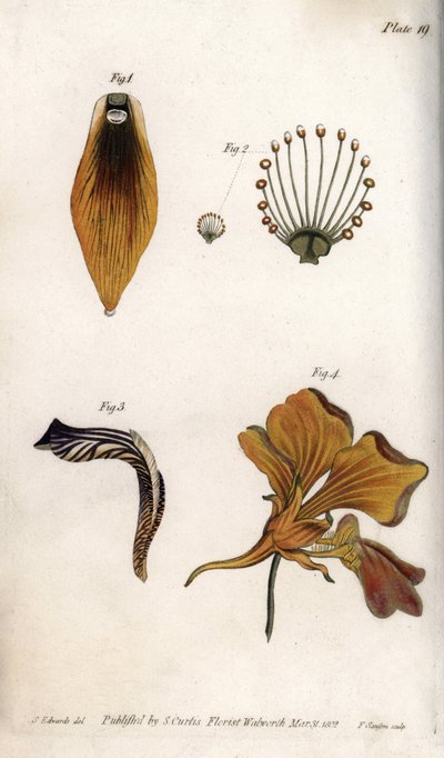 Detaljerad beskrivning av stam och krona på fritillary. Färgad kopparstick, illustration av Sydenham Edwards (1768-1819) för Conferences of Botanical, Botanical Garden of Lambeth (England) av Sydenham Teast Edwards