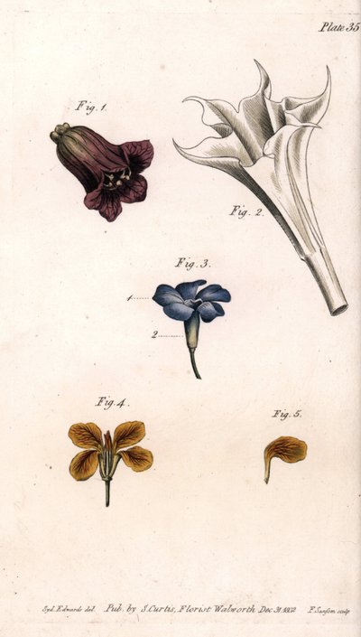 Olika kronblad: belladonnan, stramoine datura, den stora snäckan och väggarnas girofle. Färgad kopparstick, illustration av Sydenham Edwards (1768-1819) för Conferences of Botanical, Botanical Garden of Lambeth (England) av Sydenham Teast Edwards