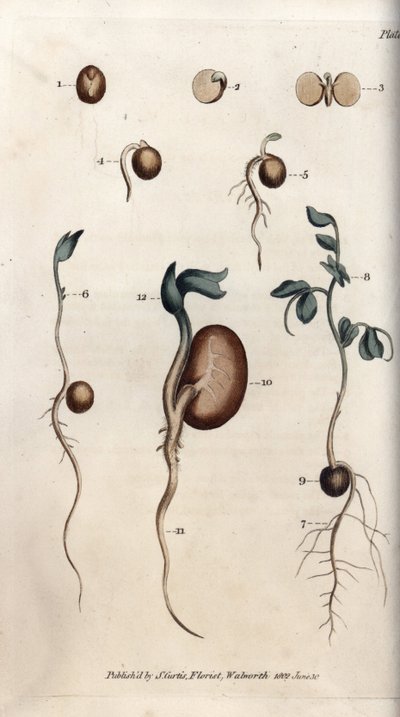 Olika groningssteg av ärtfrö och vanlig böna. Färgad kopparstick, illustration av Sydenham Edwards (1768-1819) för Conferences of Botanical, Botanical Garden of Lambeth (England) av Sydenham Teast Edwards