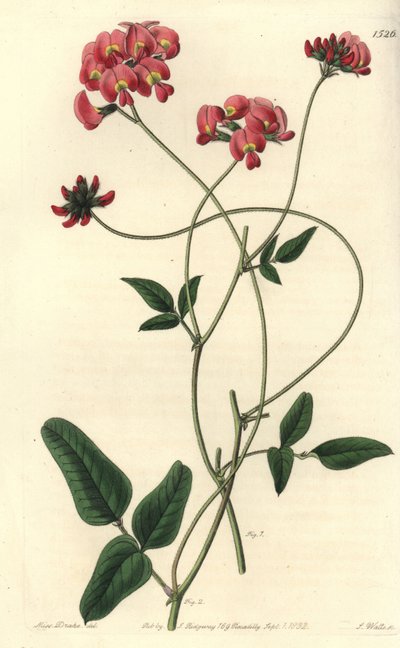 Dilaterad kennedya, Kennedya dilatata. Handkolorerad kopparstick av S. Watts efter en illustration av Miss Sarah Drake från Sydenham Edwards
