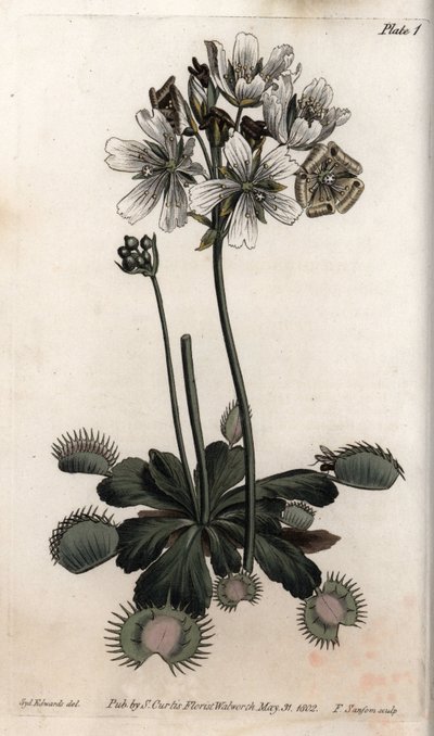 Dionee fångar fluga eller vargfälla. Färgad kopparstick, illustration av Sydenham Edwards (1768-1819) för Conferences of Botanical, Botanical Garden of Lambeth (England) av Sydenham Teast Edwards